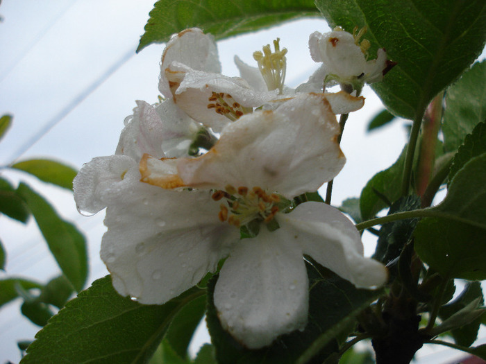 Apple Blossom_Flori mar (2011, May 03)