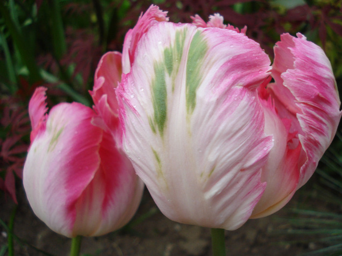 Tulipa Apricot Parrot (2011, May 01) - Tulipa Apricot Parrot