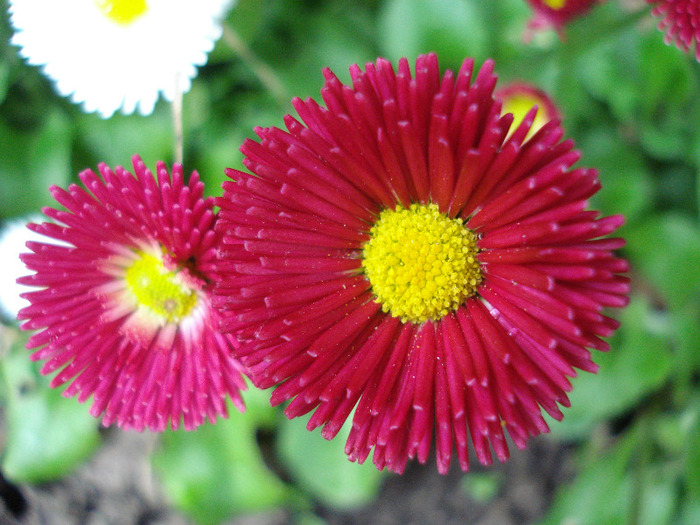 Bellis perennis (2011, May 01) - BELLIS Perennis