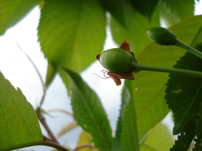 Cherry. Cireasa Rubin (2011, May 01) - Cherry Tree_Cires Rubin