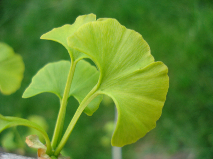 Maidenhair Tree (2011, May 01) - Gingko biloba