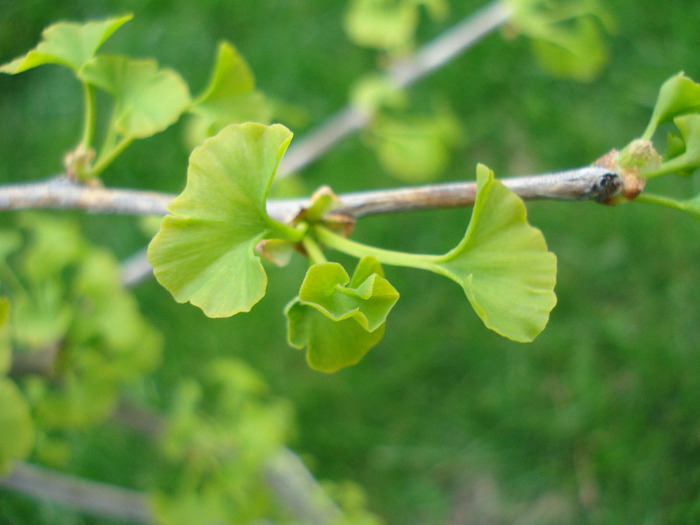 Maidenhair Tree (2011, May 01) - Gingko biloba