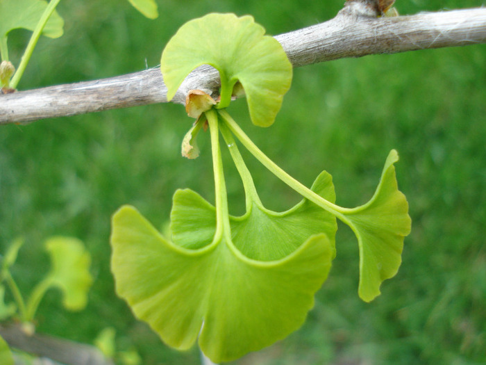 Maidenhair Tree (2011, May 01)