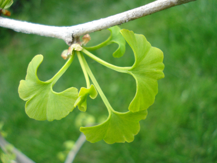 Gingko biloba (2011, May 01) - Gingko biloba