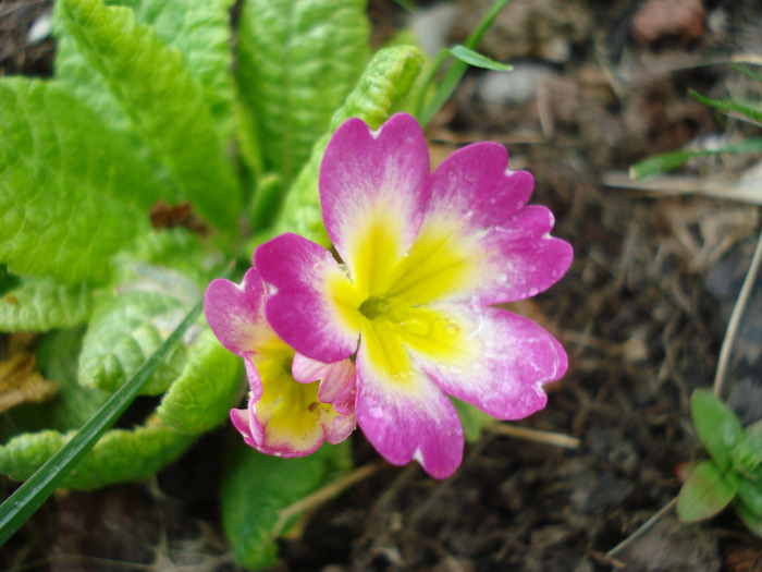 Pink Primula (2011, May 01) - PRIMULA Acaulis