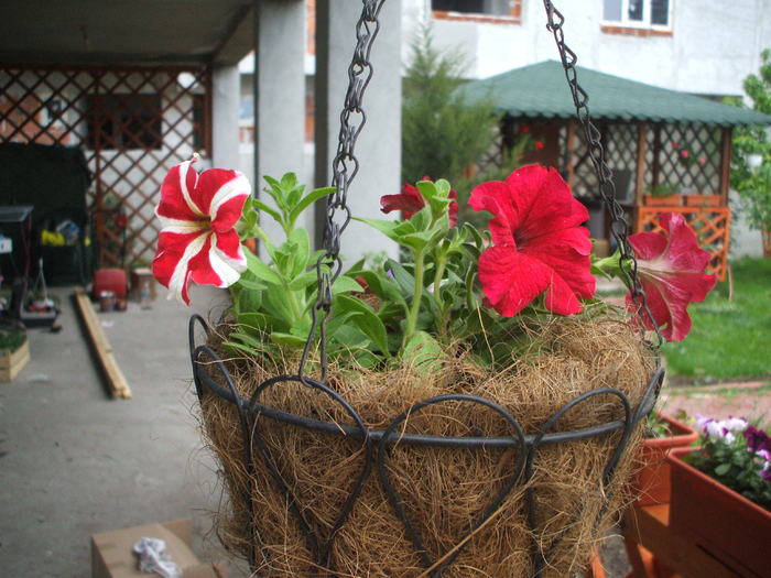 cos suspendat petunii - jardiniere si ghivece