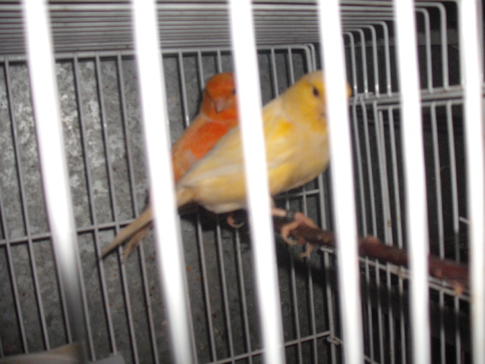 DSCF2735; pereche 2010
