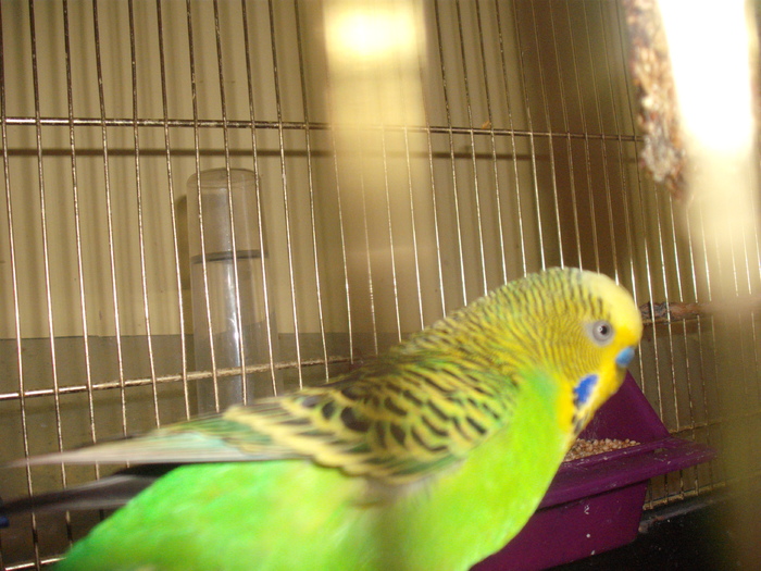 DSCF2761; perus 2010
