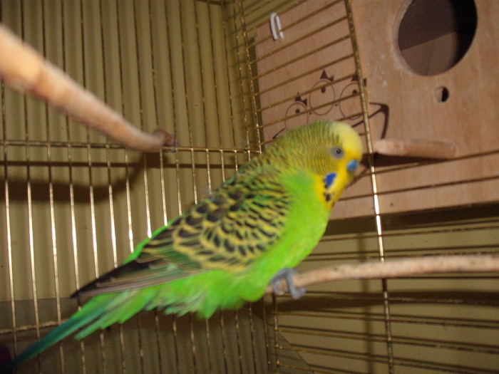 DSCF2762; perus 2010
