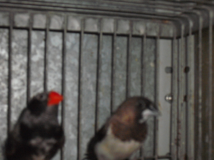 DSCF2744; pui mascul
