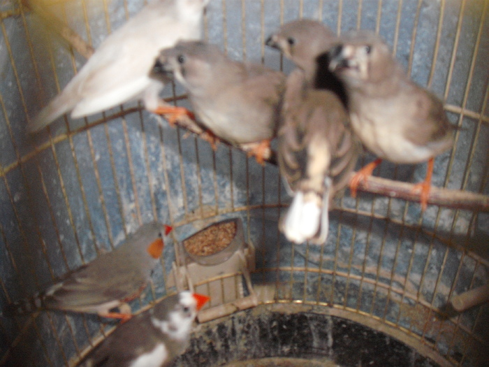 DSCF2746; puii 2011
2 cu mot
