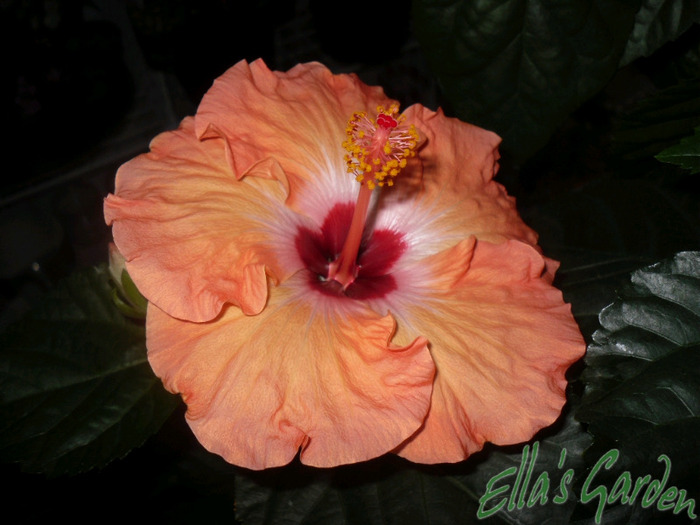 Isabella - 2011 Hibiscus