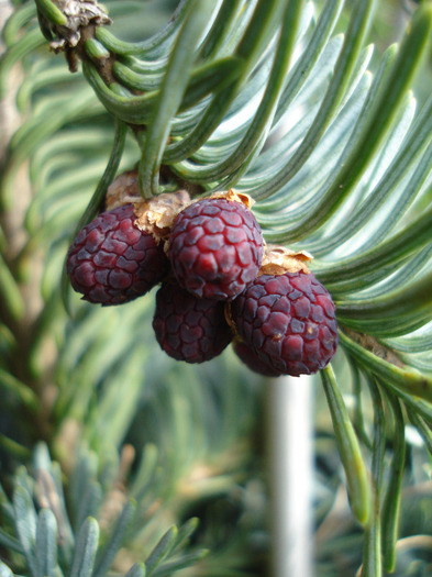 Blue Noble Fir (2011, April 30) - Abies procera Glauca