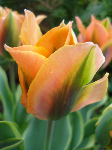 Tulipa Green River (2011, May 04)