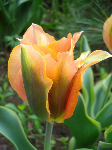 Tulipa Green River (2011, May 04)