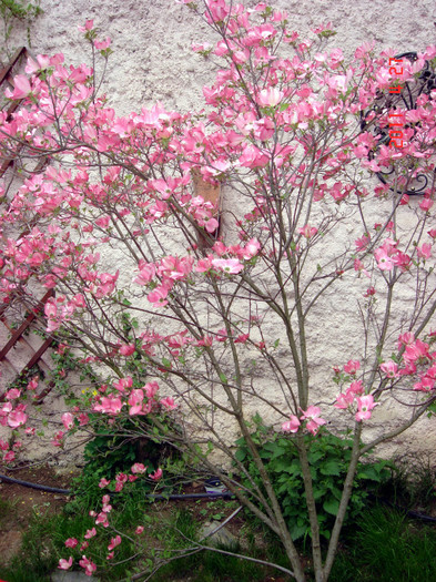 Cornus florida Cherokee Chief