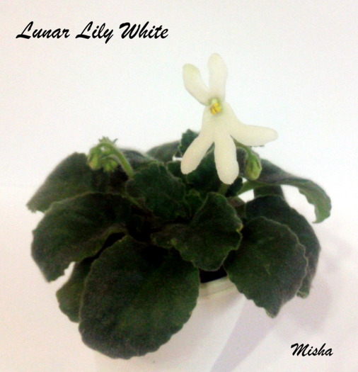 4 mai 2011 - zz - Lunar Lily White