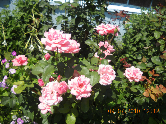 Picture 549
