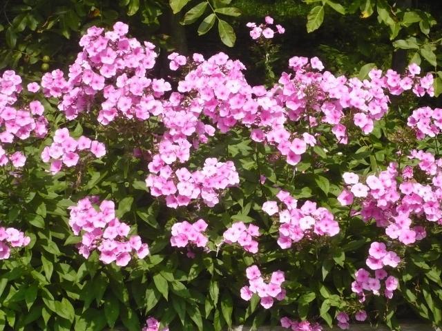 flox