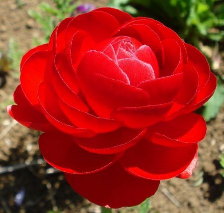 ranunculus