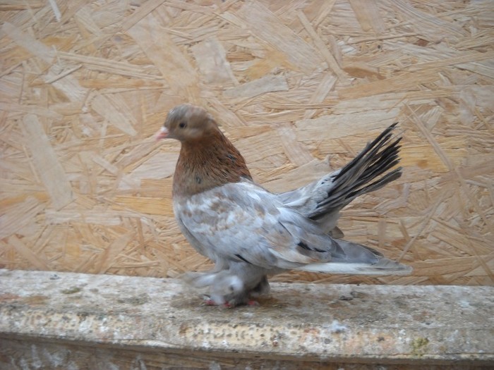 mascul roller 01.05.2011