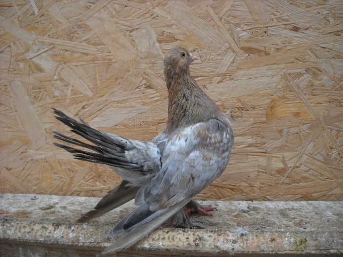 mascul roller 01.05.2011