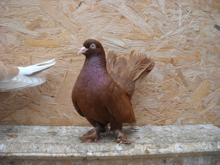 mascul roller 01.05.2011
