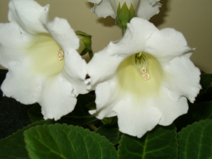 Gloxi mont blanc-mai 2011 - Gloxinia