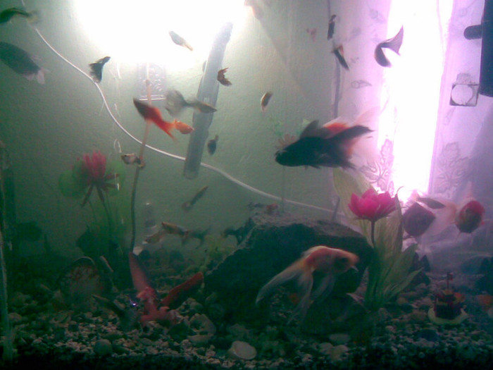 29042011(139) - pestisori