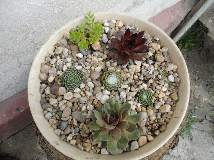 Sempervivum de 3 feluri