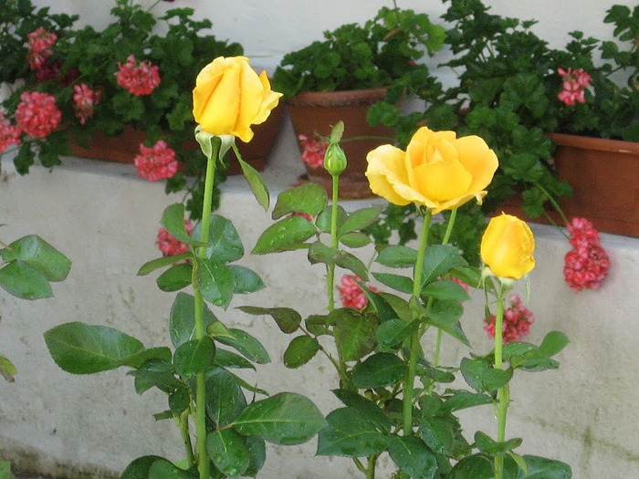 trandafiri