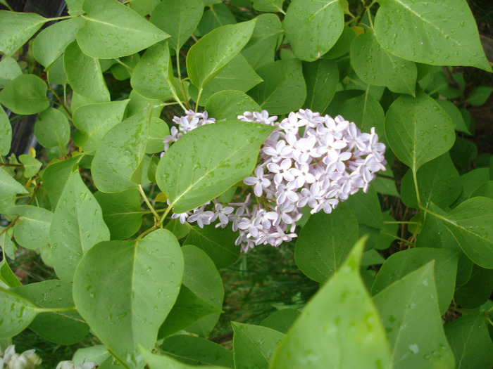 Syringa vulgaris_Lilac (2011, May 01)