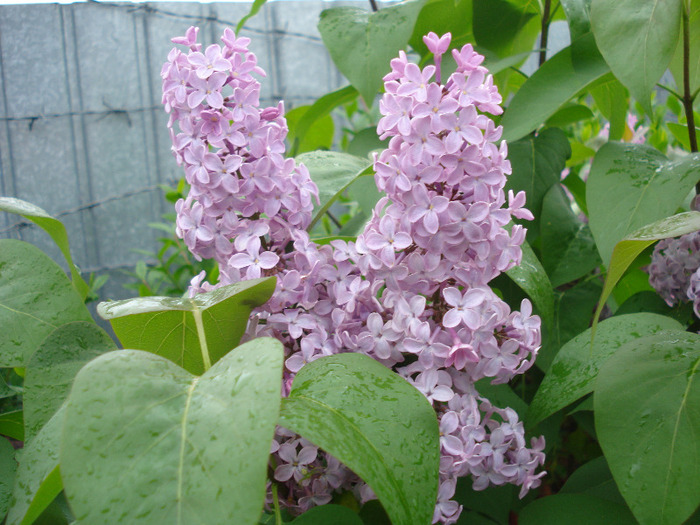 Syringa vulgaris_Lilac (2011, May 04)