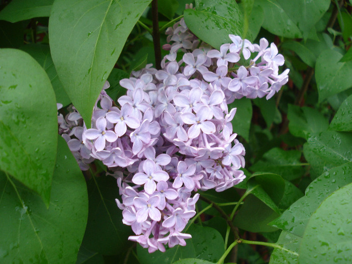Syringa vulgaris_Lilac (2011, May 04)