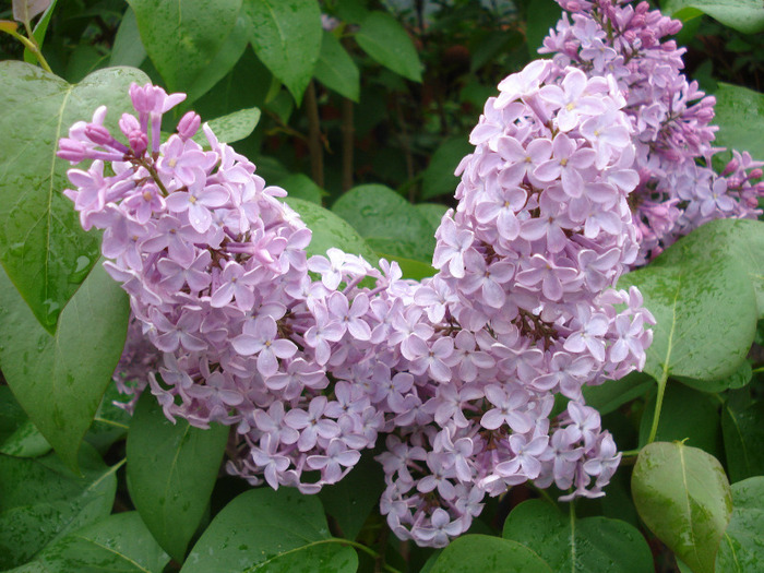 Syringa vulgaris_Lilac (2011, May 04)