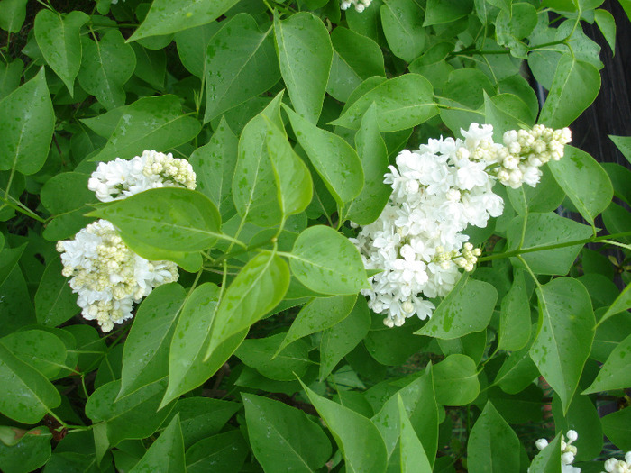 White Lilac Tree (2011, May 01)