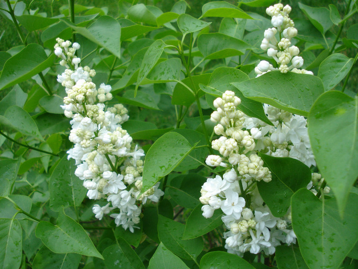 White Lilac Tree (2011, May 01)