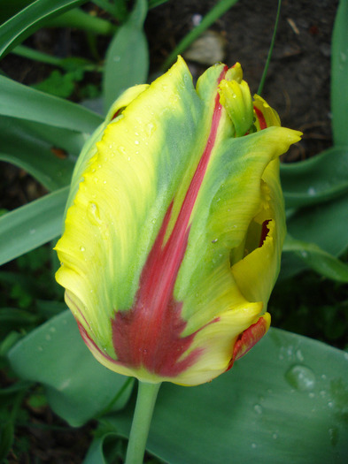 Tulipa Texas Flame (2011, May 04)