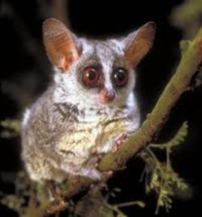 galago2 - animalul meu favorit galago