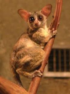 galago3