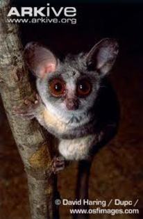 galago04 - animalul meu favorit galago