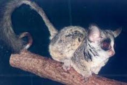 galago5 - animalul meu favorit galago