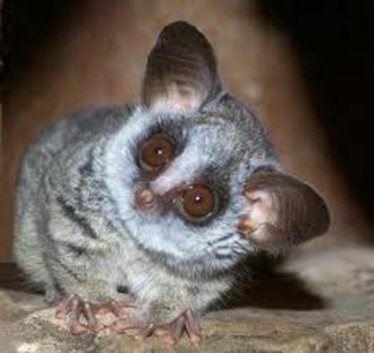 galago6 - animalul meu favorit galago