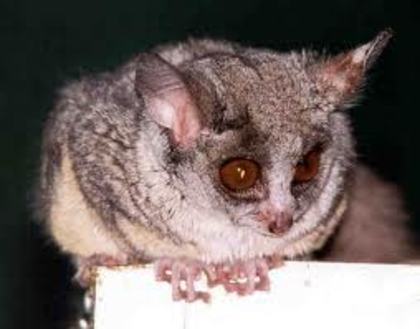 galago7