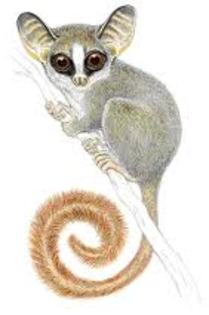 galago048