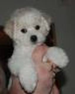 bichon4 - pozzze bichon