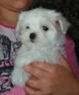 bichon