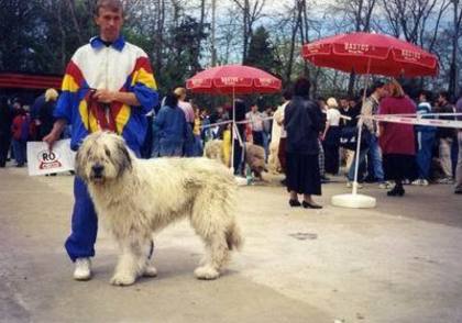 Veronica de Romania - Ciobanesti mioritici produsi in canisa de Romania - The mioritics dogs made in de Romania  Kennel