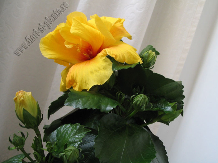 Hibiscus Koenig 6 - Hibiscus