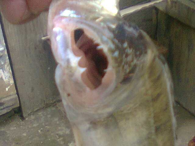 gura salaului - pescuit